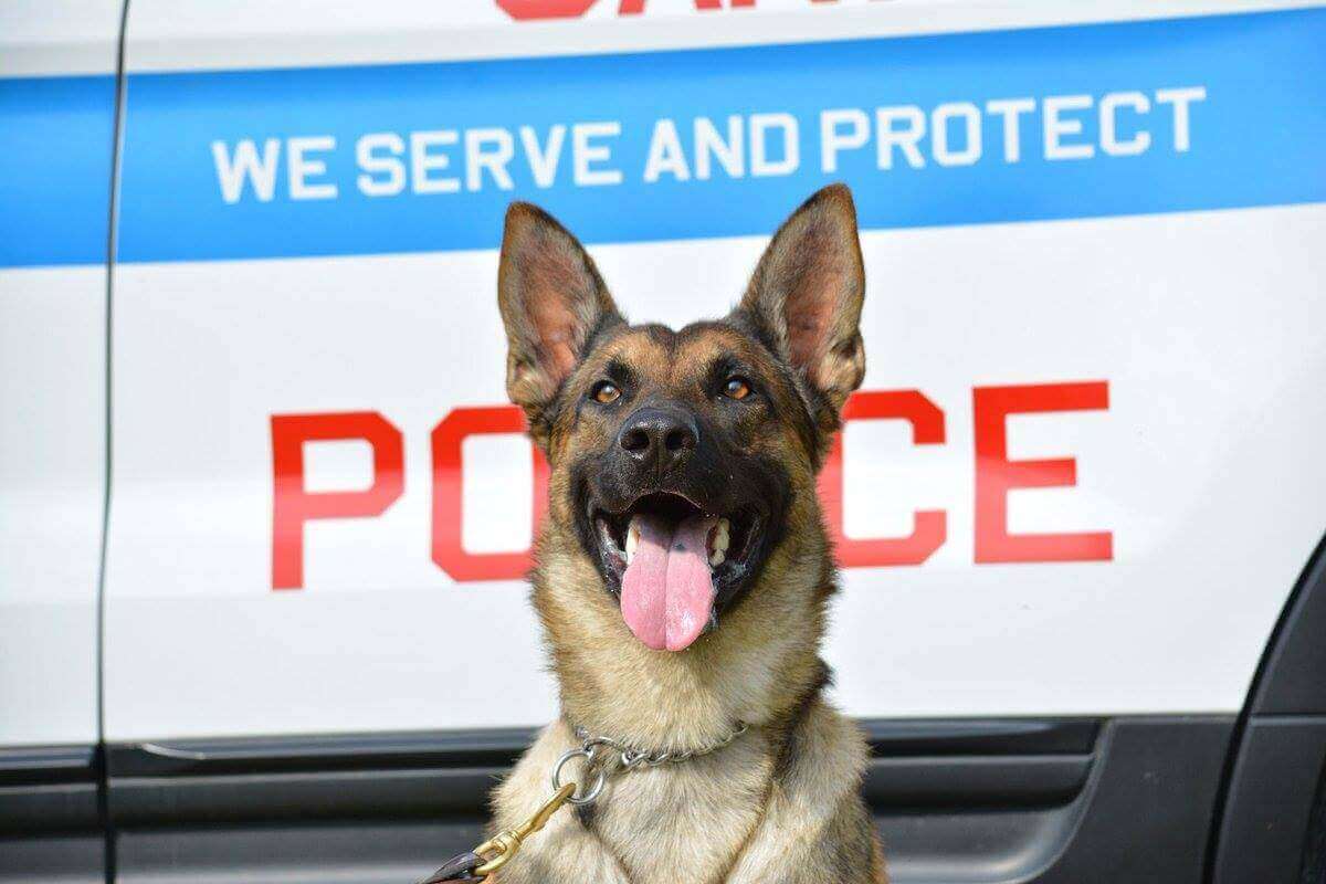 Police Dog Standing in front of police car