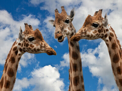 Design Language | Image of giraffes talking.